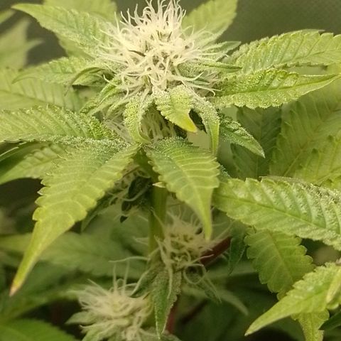 Poddy Mouth  growlog photo: 2