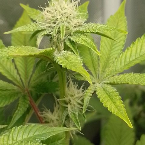 Poddy Mouth  growlog photo: 1