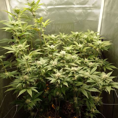 Poddy Mouth  growlog timeline photo