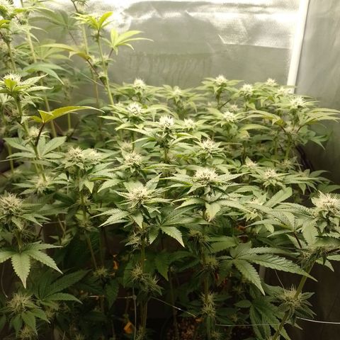 Poddy Mouth  growlog timeline photo