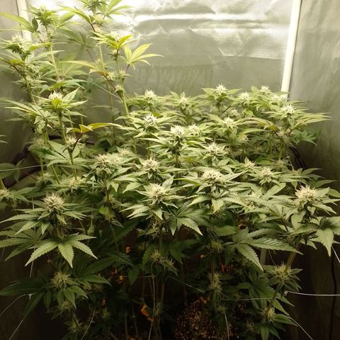 Poddy Mouth  growlog timeline photo