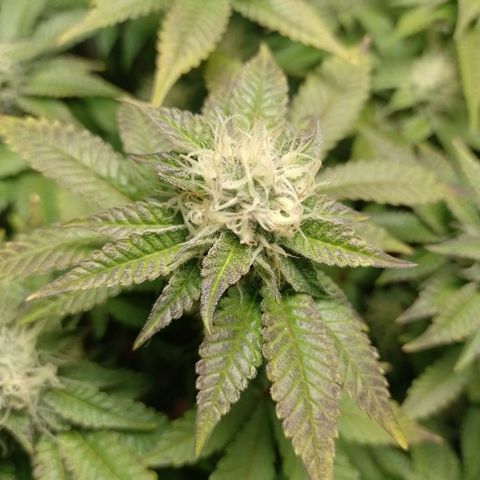 Poddy Mouth  growlog timeline photo