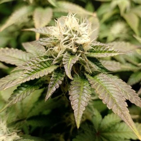 Poddy Mouth  growlog timeline photo