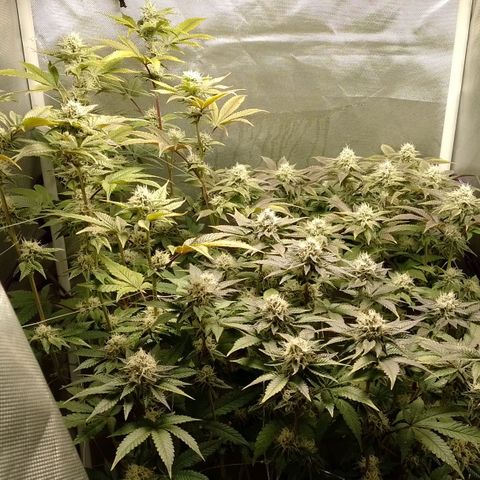 Poddy Mouth  growlog timeline photo