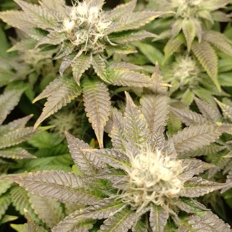 Poddy Mouth  growlog photo: 3