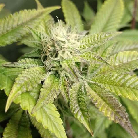 Poddy Mouth  growlog photo: 1