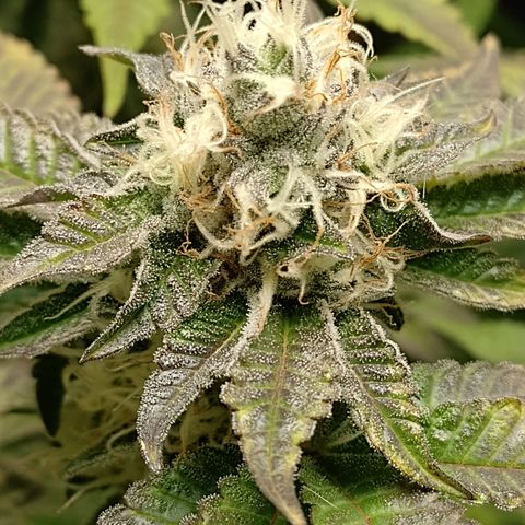 Poddy Mouth  growlog timeline photo