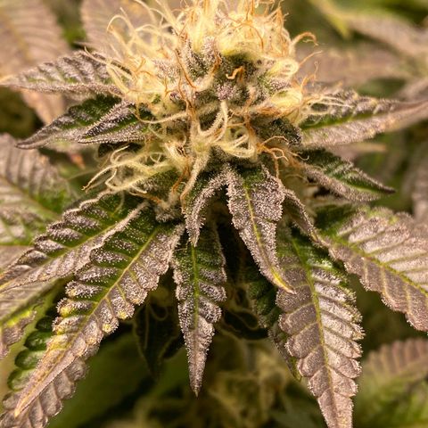 Poddy Mouth  growlog timeline photo