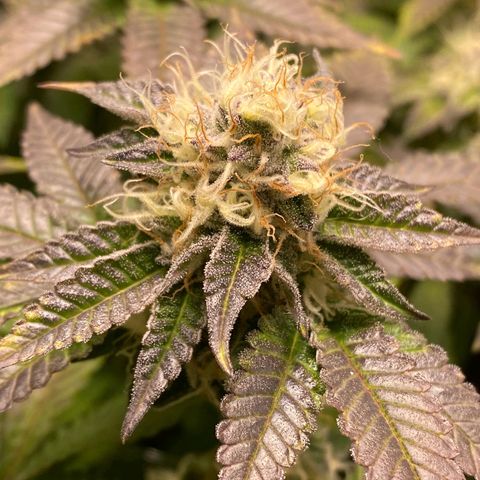 Poddy Mouth  growlog timeline photo