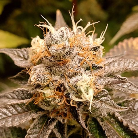 Poddy Mouth  growlog timeline photo