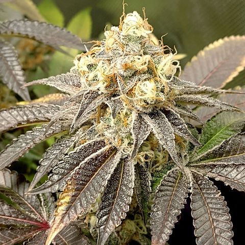 Poddy Mouth  growlog timeline photo