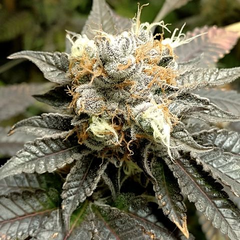 Poddy Mouth  growlog timeline photo