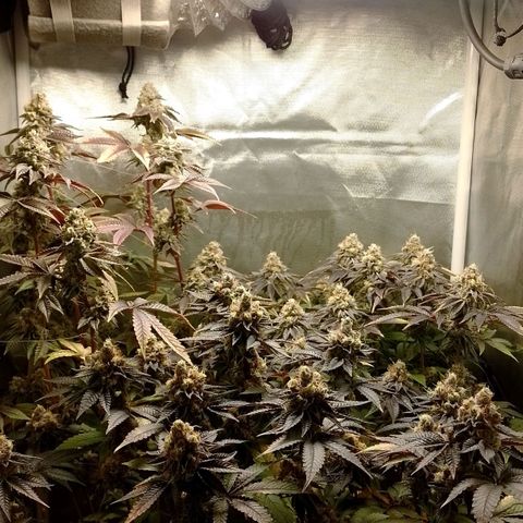 Poddy Mouth  growlog timeline photo