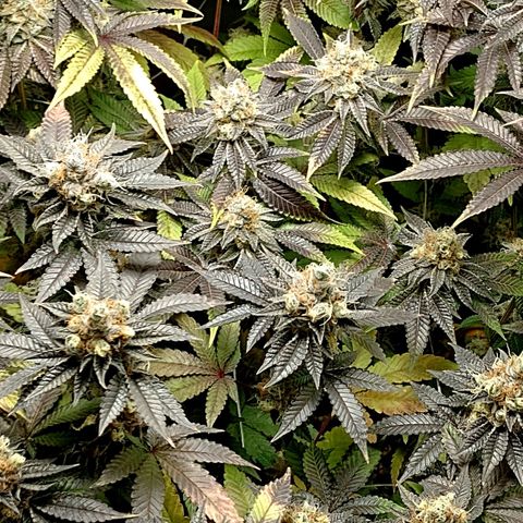 Poddy Mouth  growlog timeline photo