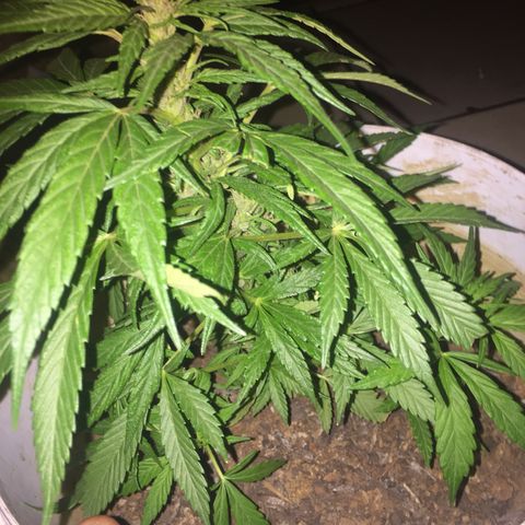 Blue Diesel growlog timeline photo