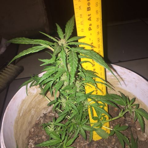 Blue Diesel growlog timeline photo
