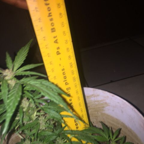 Blue Diesel growlog timeline photo