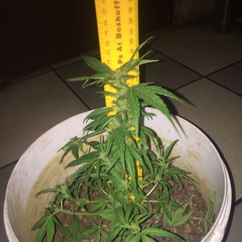 Blue Diesel growlog timeline photo