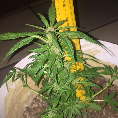 Blue Diesel growlog timeline photo