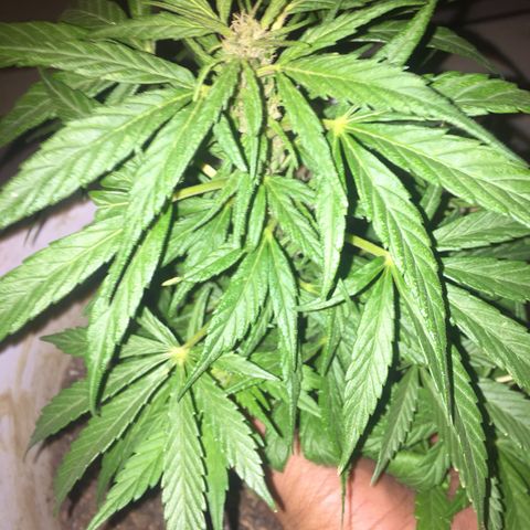 Blue Diesel growlog timeline photo