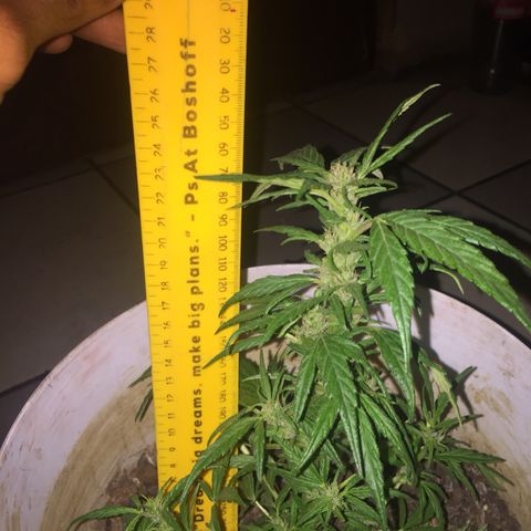Blue Diesel growlog timeline photo