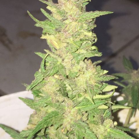Blue Diesel growlog timeline photo
