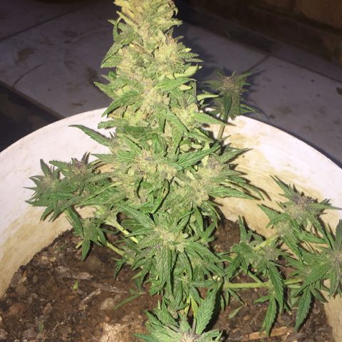 Blue Diesel growlog timeline photo