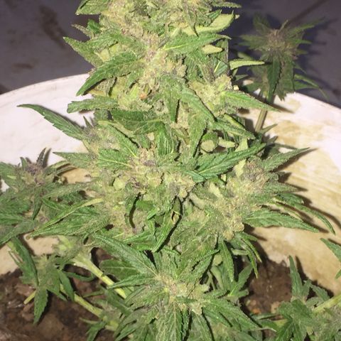 Blue Diesel growlog timeline photo