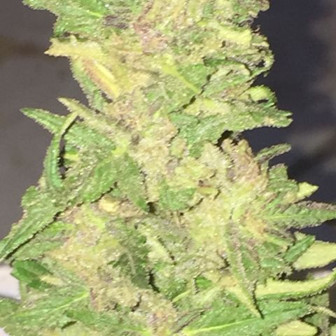 Blue Diesel growlog timeline photo