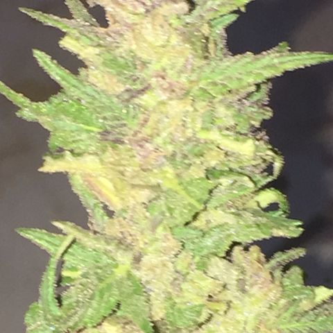 Blue Diesel growlog timeline photo