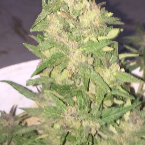 Blue Diesel growlog timeline photo