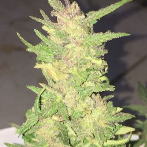 Blue Diesel growlog timeline photo