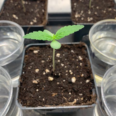 Wedding Cake #1 growlog timeline photo