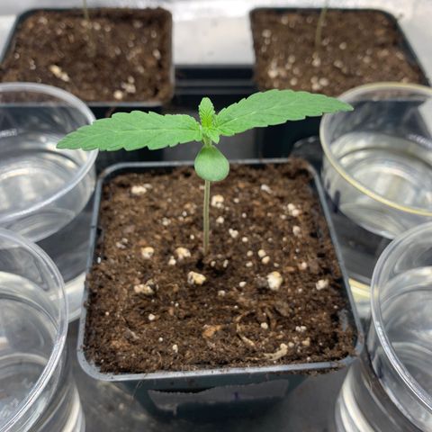 Wedding Cake #1 growlog timeline photo