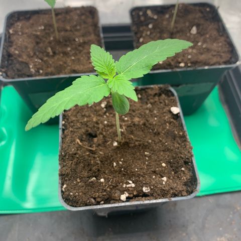 Wedding Cake #1 growlog timeline photo