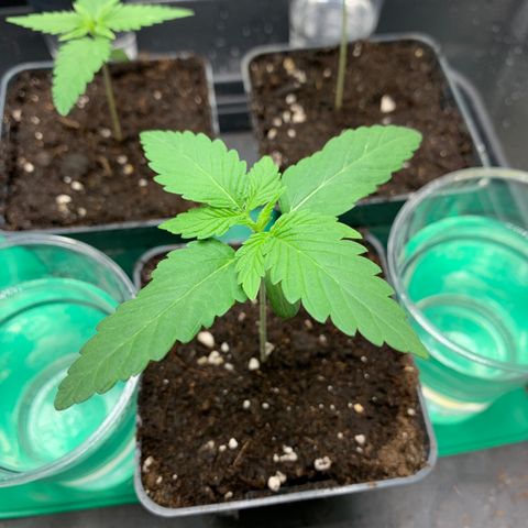 Wedding Cake #1 growlog timeline photo