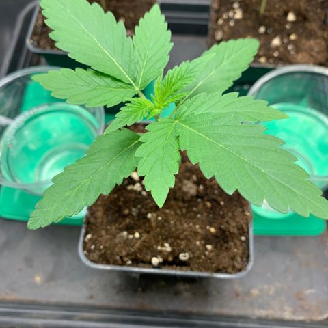 Wedding Cake #1 growlog timeline photo