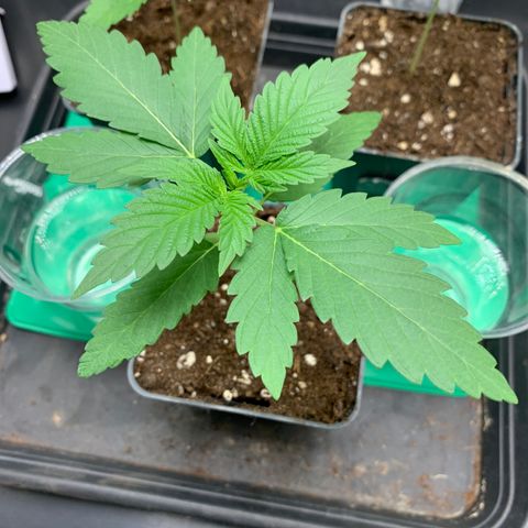 Wedding Cake #1 growlog timeline photo