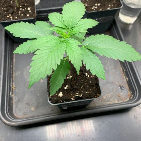 Wedding Cake #1 growlog timeline photo