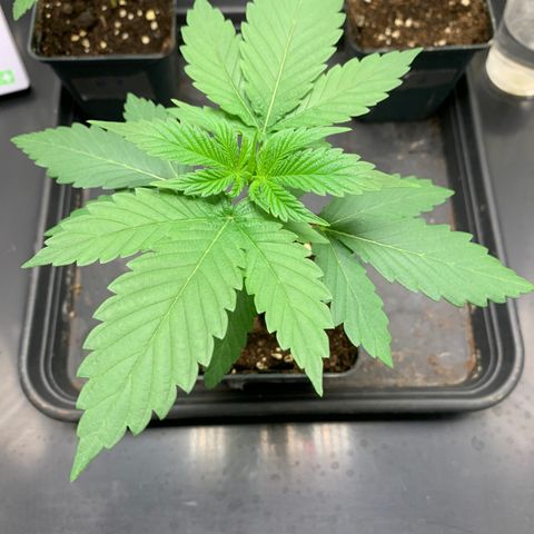 Wedding Cake #1 growlog timeline photo