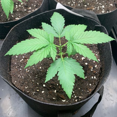 Wedding Cake #1 growlog timeline photo