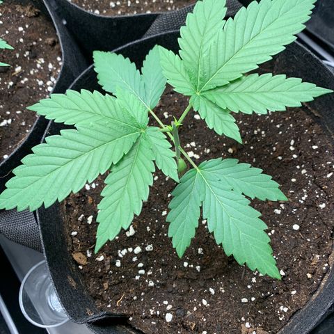 Wedding Cake #1 growlog timeline photo