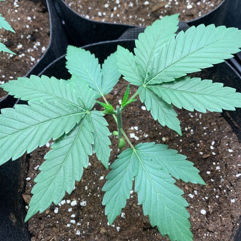 Wedding Cake #1 growlog timeline photo