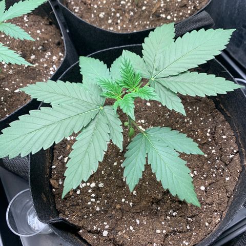Wedding Cake #1 growlog timeline photo