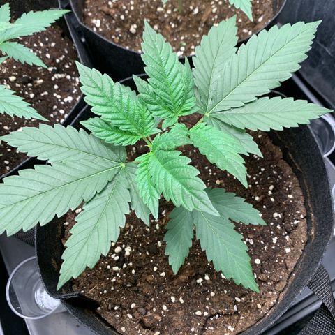 Wedding Cake #1 growlog timeline photo
