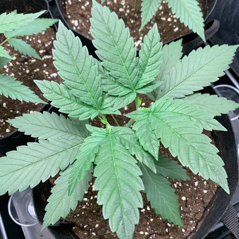 Wedding Cake #1 growlog timeline photo