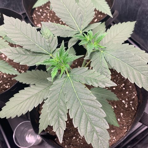 Wedding Cake #1 growlog timeline photo