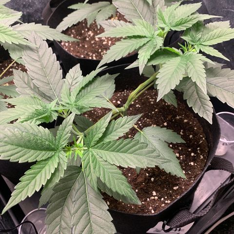 Wedding Cake #1 growlog timeline photo