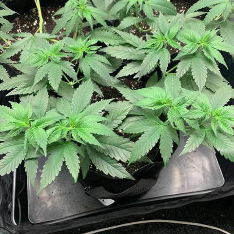 Wedding Cake #1 growlog timeline photo