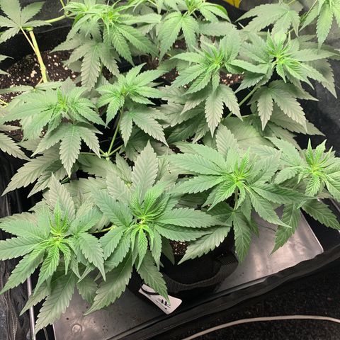 Wedding Cake #1 growlog timeline photo